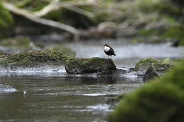 Dipper bird perched on a rock at Goit Stock waterfall