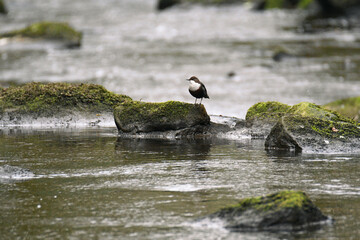 Dipper bird perched on a rock at Goit Stock waterfall