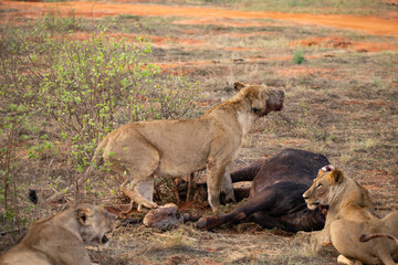 Plakat Female lion pride mauling a water buffalo in the wild. After hunting and feeding on safari. Lions in a frenzy. Kenya africa, national park
