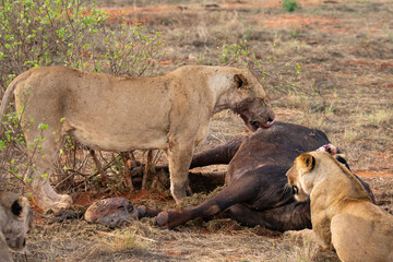 Naklejka na ściany i meble Female lion pride mauling a water buffalo in the wild. After hunting and feeding on safari. Lions in a frenzy. Kenya africa, national park