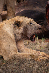 a female lion mauling a water buffalo in the wild. After hunting and eating on safari. Lions in a...