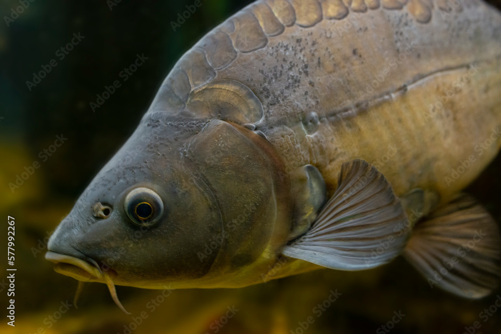 Wall mural carp fish - cyprinus carpio close up