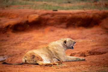 Female lions after chasing and eating a buffalo lie in the famous red soil in Tsavo East National...