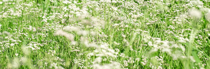 Field with wild cumin flowers, summer landscape wide view