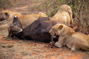 Naklejka na ściany i meble Female lion pride mauling a water buffalo in the wild. After hunting and feeding on safari. Lions in a frenzy. Kenya africa, national park