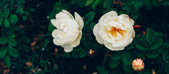 Rose flowers in the garden of roses. Natural background