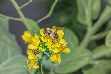 Honey Bee (Apis) and Monkey beetle (Clania glenlyonensis) feeding on yellow Wild flowers during spring, Cape Town, South Africa