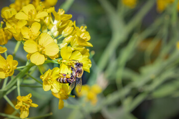 Honey Bee (Apis) feeding on yellow Wild flowers during spring, Cape Town, South Africa