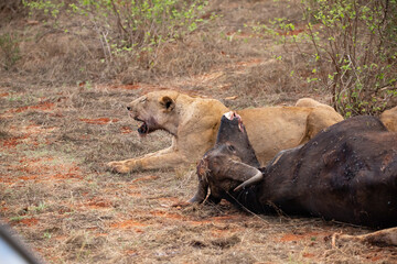 a female lion mauling a water buffalo in the wild. After hunting and eating on safari. Lions in a frenzy. lioness or mother lion kenya africa, national park
