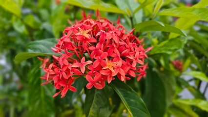Crimson Bloom: A Bold Red Jasmine Flower Snapshot