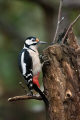 Great Spotted Woodpecker on a trunk