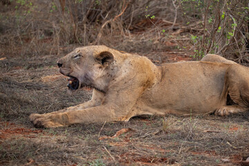 a female lion mauling a water buffalo in the wild. After hunting and eating on safari. Lions in a...