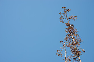 agave flower against a blue sky