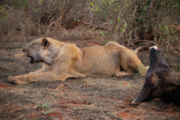 a female lion mauling a water buffalo in the wild. After hunting and eating on safari. Lions in a frenzy. lioness or mother lion kenya africa, national park