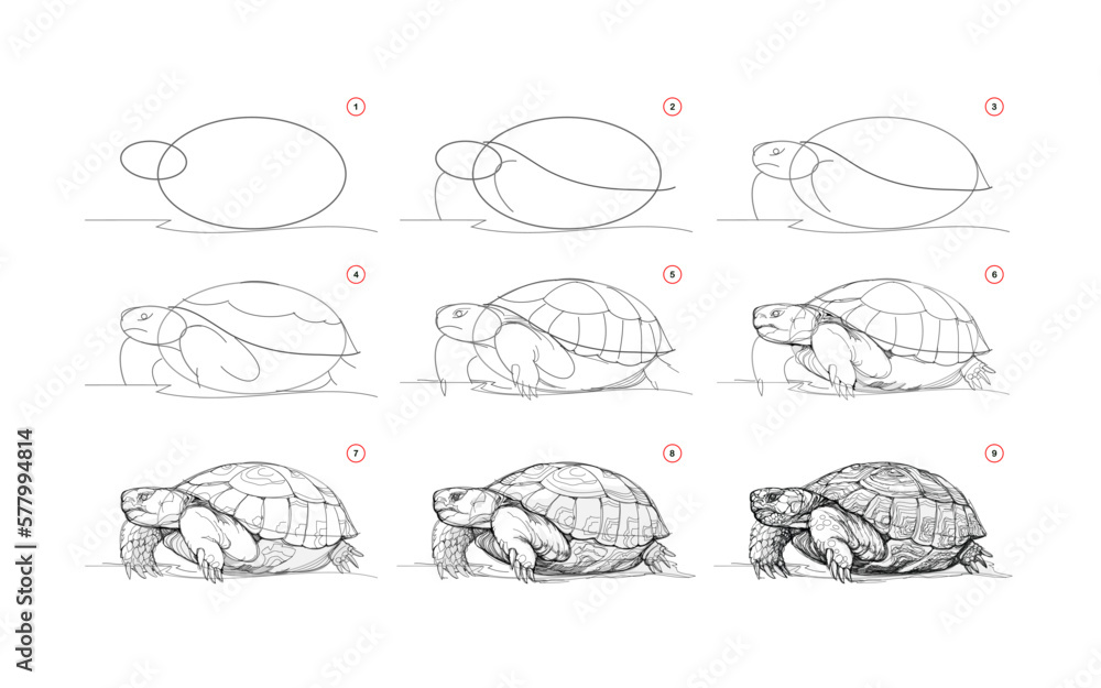 Wall mural page shows how to learn to draw sketch a desert animal turtle. pencil drawing lessons. educational p