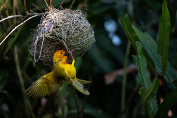 The weaver birds (Ploceidae) from Africa, also known as Widah finches building a nest. A braided...
