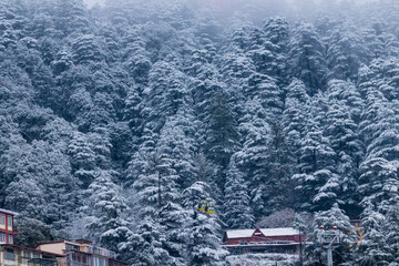 Snowfall on forests in Shimla