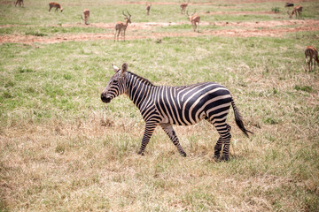 Fototapeta na wymiar Zepra in nature. Africa Kenya Tanzania, the plains zebra in a landscape shot on a safari, in the national park