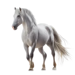 Foto op Canvas horse isolated over white background © Dmytro Titov
