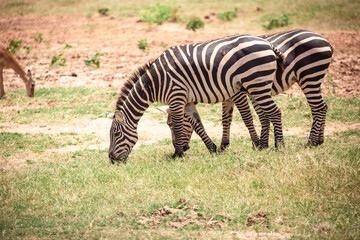 Fototapeta na wymiar Zepra in nature. Africa Kenya Tanzania, the plains zebra in a landscape shot on a safari, in the national park