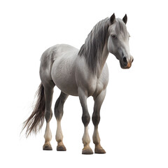 Naklejka na ściany i meble horse isolated over white background