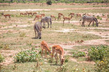 Zebra in nature. Africa Kenya Tanzania, the plains zebra in a landscape shot on a safari, in the...