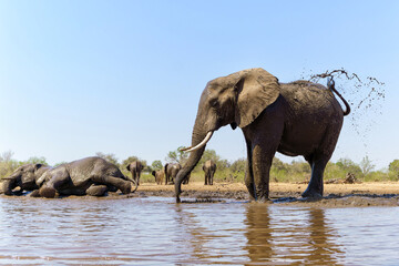 Elephant drinking ans taking a bath in a waterhole in Mashatu Game Reserve in the Tuli Block in Botswana.        
