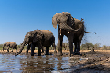 Naklejka na ściany i meble Elephant drinking ans taking a bath in a waterhole in Mashatu Game Reserve in the Tuli Block in Botswana. 