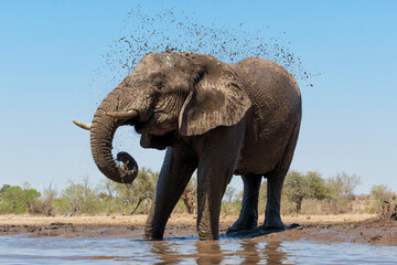 Fototapeta na wymiar Elephant drinking ans taking a bath in a waterhole in Mashatu Game Reserve in the Tuli Block in Botswana. 