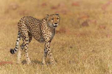 Cheetah (Acinonyx jubatus) walking and searching for prey in the golden light of the late afternoon in Mashatu Game Reserve in the Tuli Block in Botswana                           