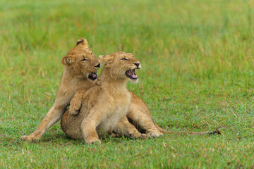 African lion (Panthera leo) fighting and playing. Young lions playing in the morning in the Okavango Delta in Botswana. 