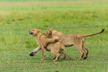 Obraz premium African lion (Panthera leo) fighting and playing. Young lions playing in the morning in the Okavango Delta in Botswana. 