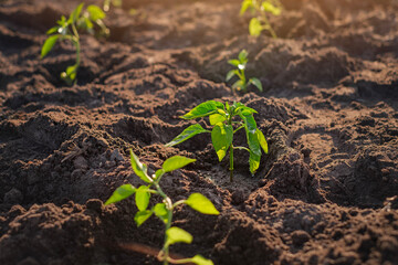 The season of planting sprouts in the ground.  Growing ecological vegetables without GMOs. Organic fertilizers.  Environmental and nature protection.