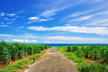 Fototapeta na wymiar 沖縄県小浜島南側の道と空