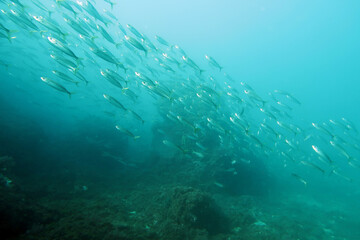 Fototapeta na wymiar School of fish in the Mediterranean near La Herradura in Spain