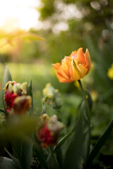 Orange tulip on blurred green nature landscape