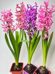 bright indoor bulbous hyacinth flower close-up in pots