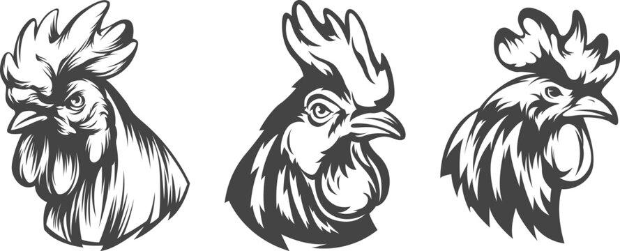 Head of rooster set. Cock abstract character illustration. Graphic logo designs template for emblem. Image of portrait for company use.