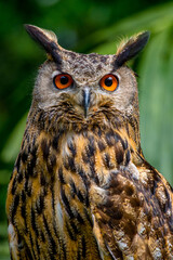 The buffy fish owl (Ketupa ketupu), also known as the Malay fish owl