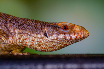The Tiliqua scincoides scincoides, or eastern blue-tongued lizard