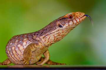 The Tiliqua scincoides scincoides, or eastern blue-tongued lizard
