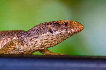 The Tiliqua scincoides scincoides, or eastern blue-tongued lizard