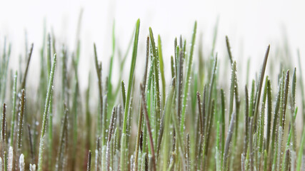 rye sprouts with drops of water