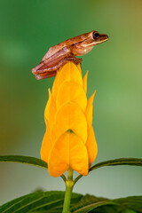 Obraz premium common tree frog, four-lined tree frog, golden tree frog or striped tree frog