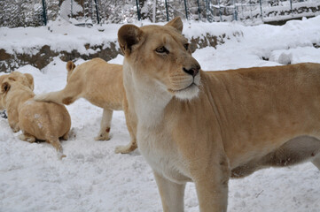White lion (Panthera leo krugeri) playing in the snow 
