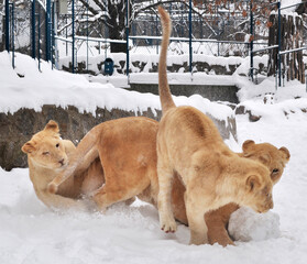 White lion (Panthera leo krugeri) playing in the snow 