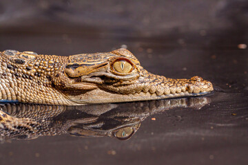 The baby saltwater crocodile (Crocodylus porosus) is a crocodilian native to saltwater habitats
