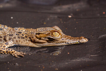 The baby saltwater crocodile (Crocodylus porosus) is a crocodilian native to saltwater habitats