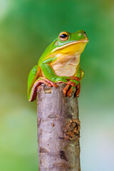 The white-lipped tree frog (Nyctimystes infrafrenatus) is a species of frog in the subfamily...