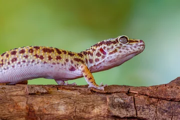 Stickers pour porte Léopard The leopard gecko or common leopard gecko (Eublepharis macularius)